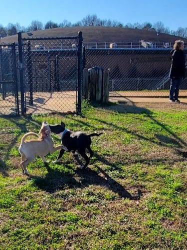 Pelham Mill Dog Park