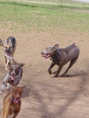 Pelham Mill Dog Park