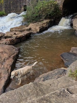 Pelham Mill Dog Park