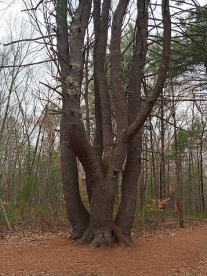 Hopeville Pond State Park