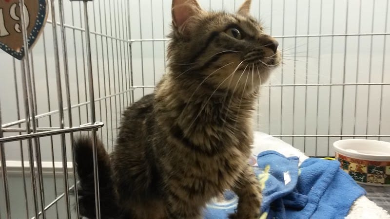 Grosse Ile Animal Shelter - Grosse Ile Township,