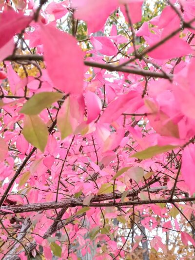 Grosse Ile Woods Open Space - Grosse Ile Township,