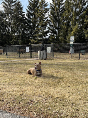 Grosse Pointe Shores Dog Park