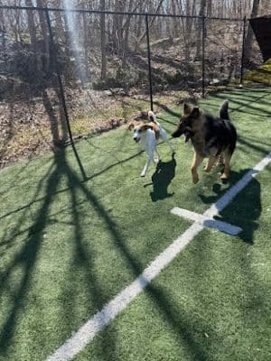 Fun. Play. Bark.