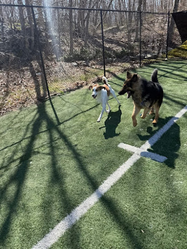 Fun. Play. Bark.