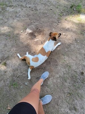 Fun. Play. Bark.