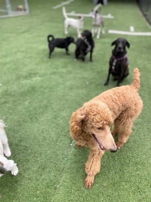 Fun. Play. Bark.