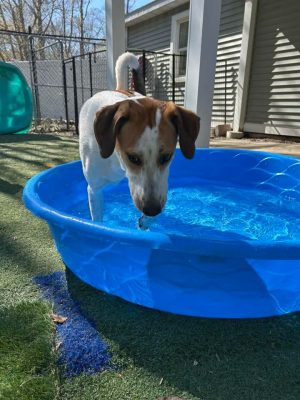 Fun. Play. Bark.