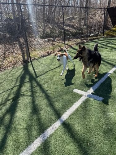 Fun. Play. Bark.