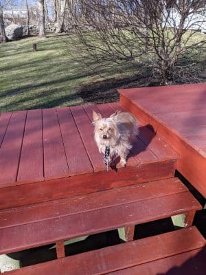 Fun. Play. Bark.