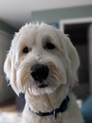Fun. Play. Bark.