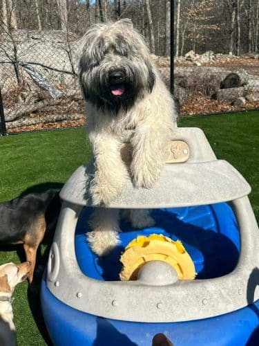 Fun Play Bark Lodge