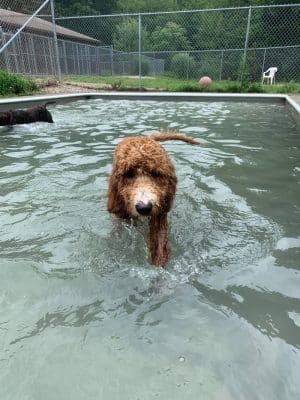 Fun Play Bark Lodge