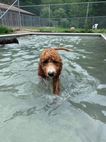 Fun Play Bark Lodge