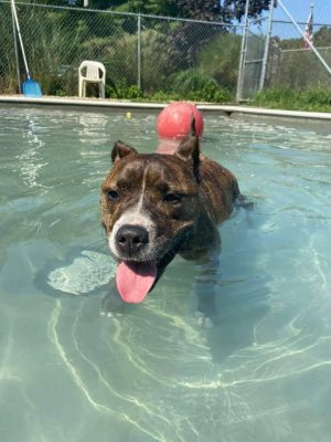 Fun Play Bark Lodge