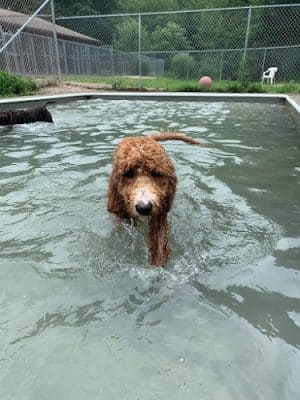 Fun Play Bark Lodge