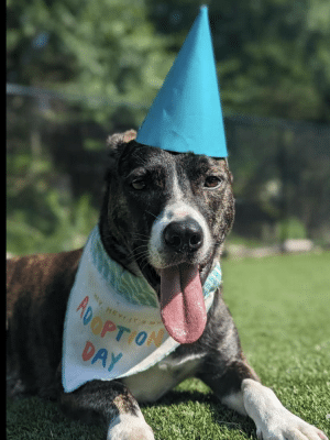 Fun Play Bark Lodge