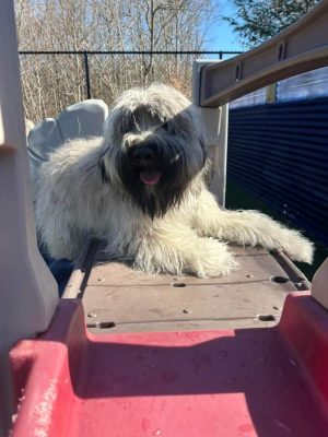 Fun Play Bark Lodge