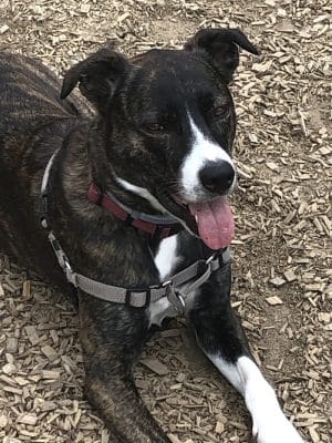 Fun Play Bark Lodge