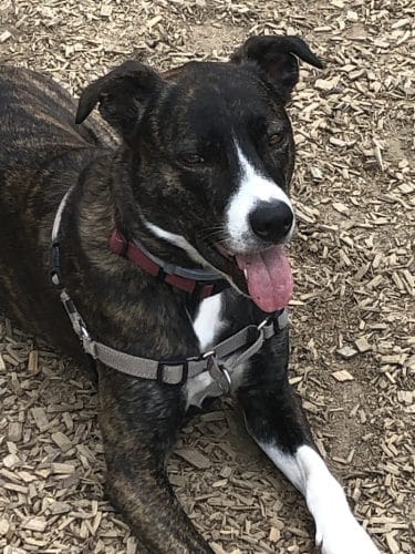 Fun Play Bark Lodge