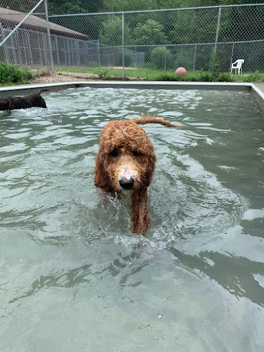 Fun Play Bark Lodge