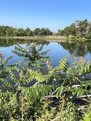 Poquonnock River Boardwalk