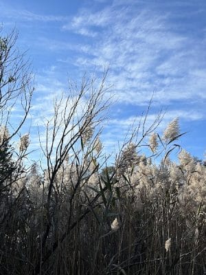 Poquonnock River Boardwalk