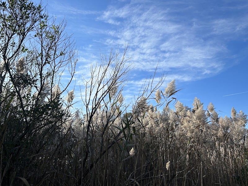 Poquonnock River Boardwalk - Groton, CT