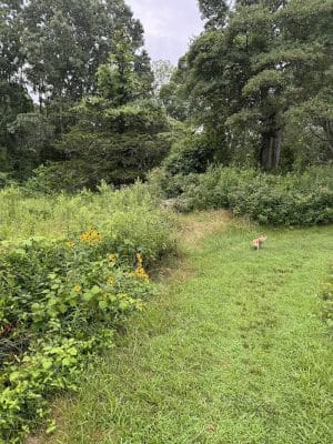 Sheep Farm Park