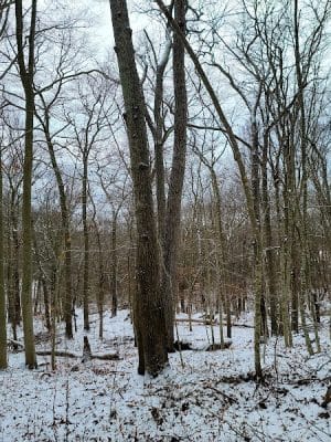 Sheep Farm Park