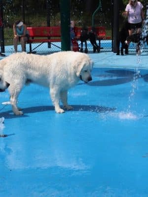 Happy Hounds Playground - Membership Dog Park