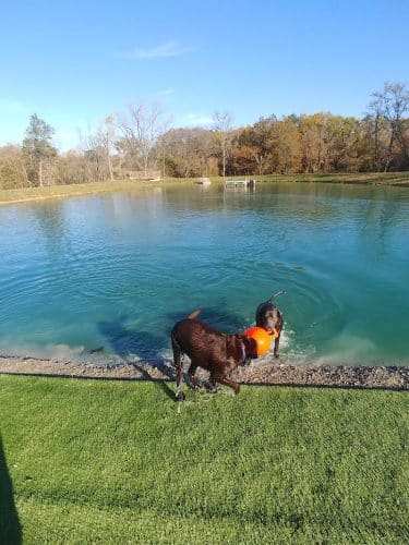 Happy Hounds Playground - Membership Dog Park