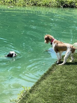 Happy Hounds Playground - Membership Dog Park