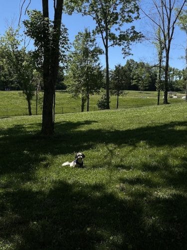 Happy Hounds Playground - Membership Dog Park