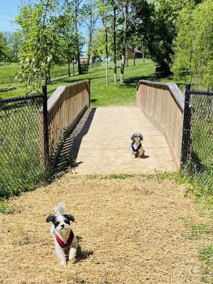 Happy Hounds Playground - Membership Dog Park