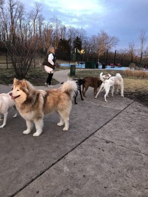 Happy Hounds Playground - Membership Dog Park