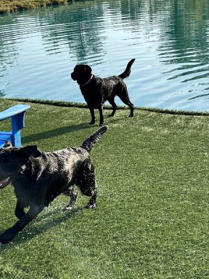 Happy Hounds Playground - Membership Dog Park