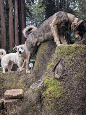 Bruno Farnocchia Dog Park