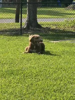 Bark Park