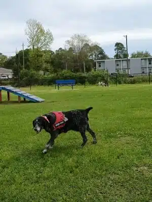 Bark Park