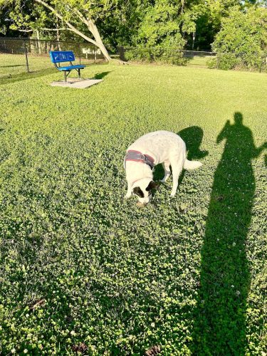 Bark Park