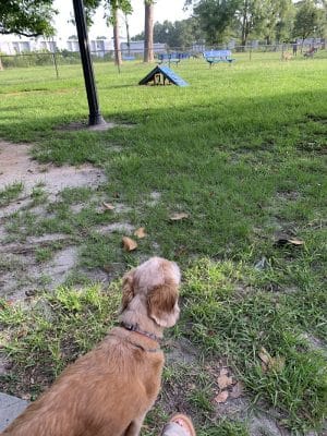 Bark Park