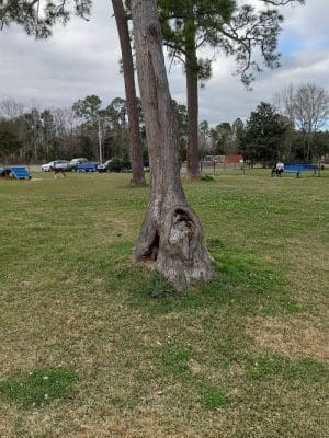 Bark Park