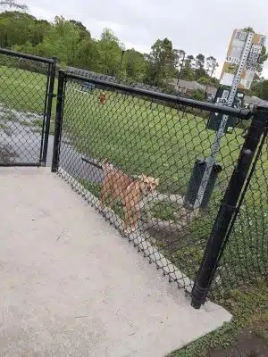 Bark Park