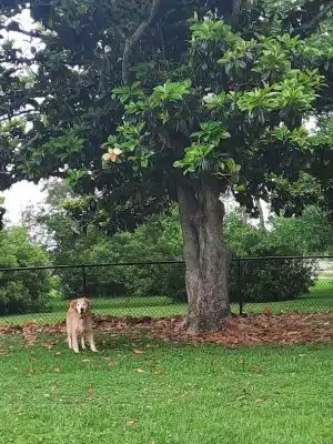Bark Park