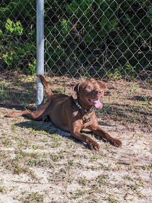 Seabee Base Dog Park