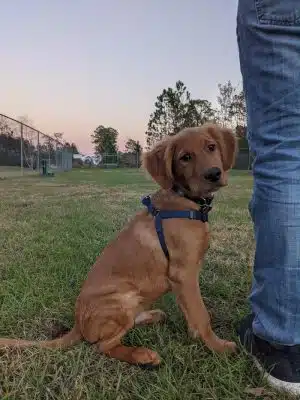 Seabee Base Dog Park