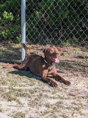 Seabee Base Dog Park