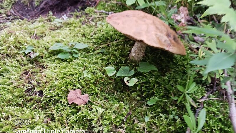 Loon Lake Park Plainfield Township - Hale,