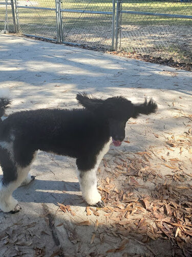 Hammond Dog Park